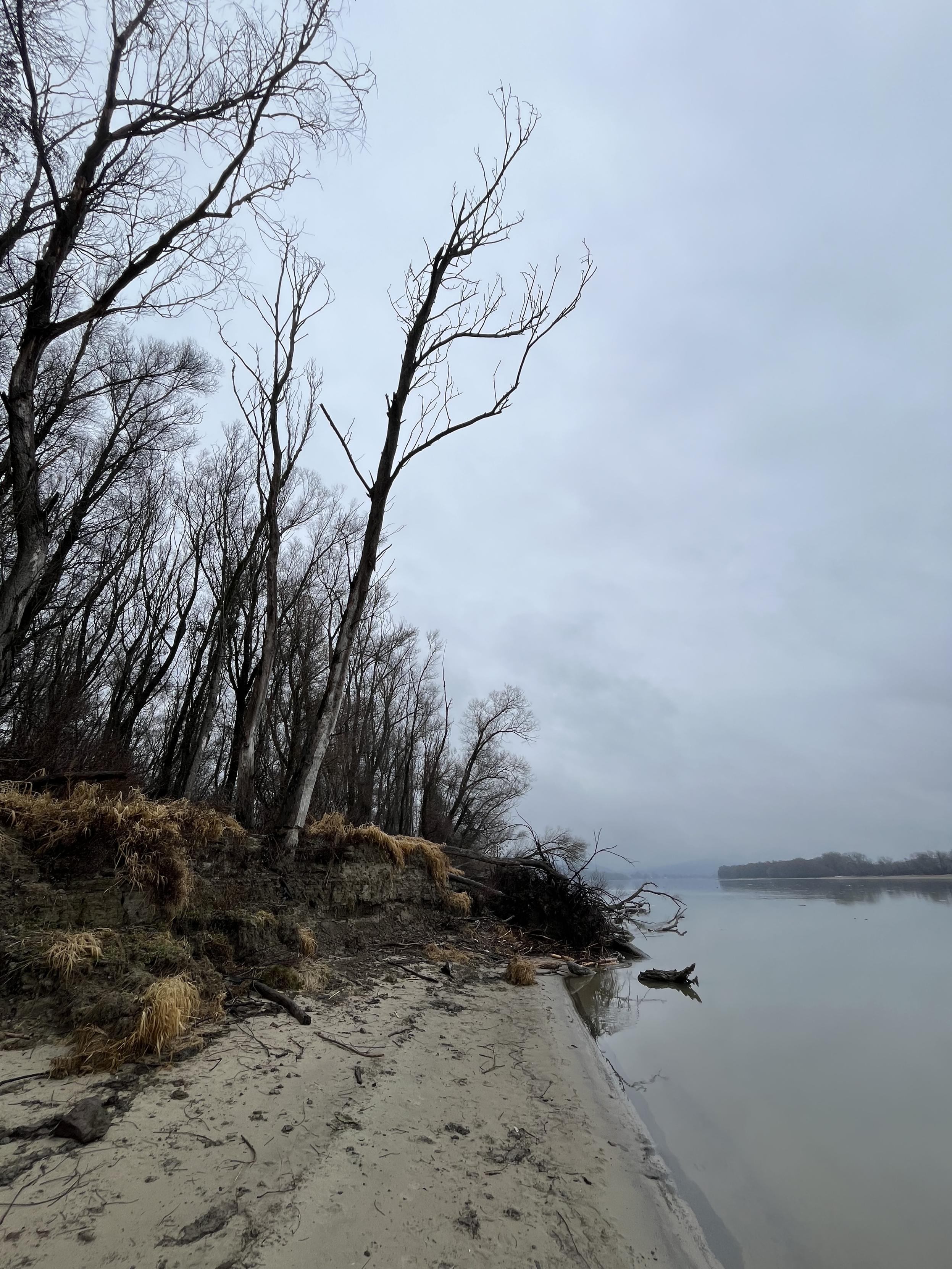 Sandy riverbank and a riverside forest.