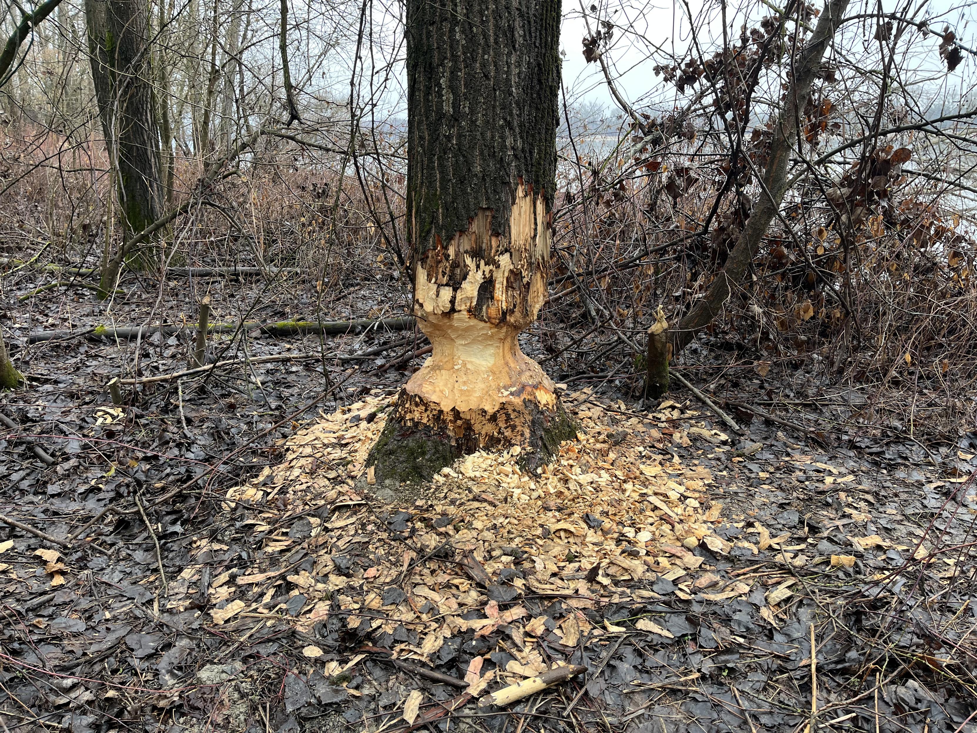 A tree trunk almost completely cut through by a beaver.