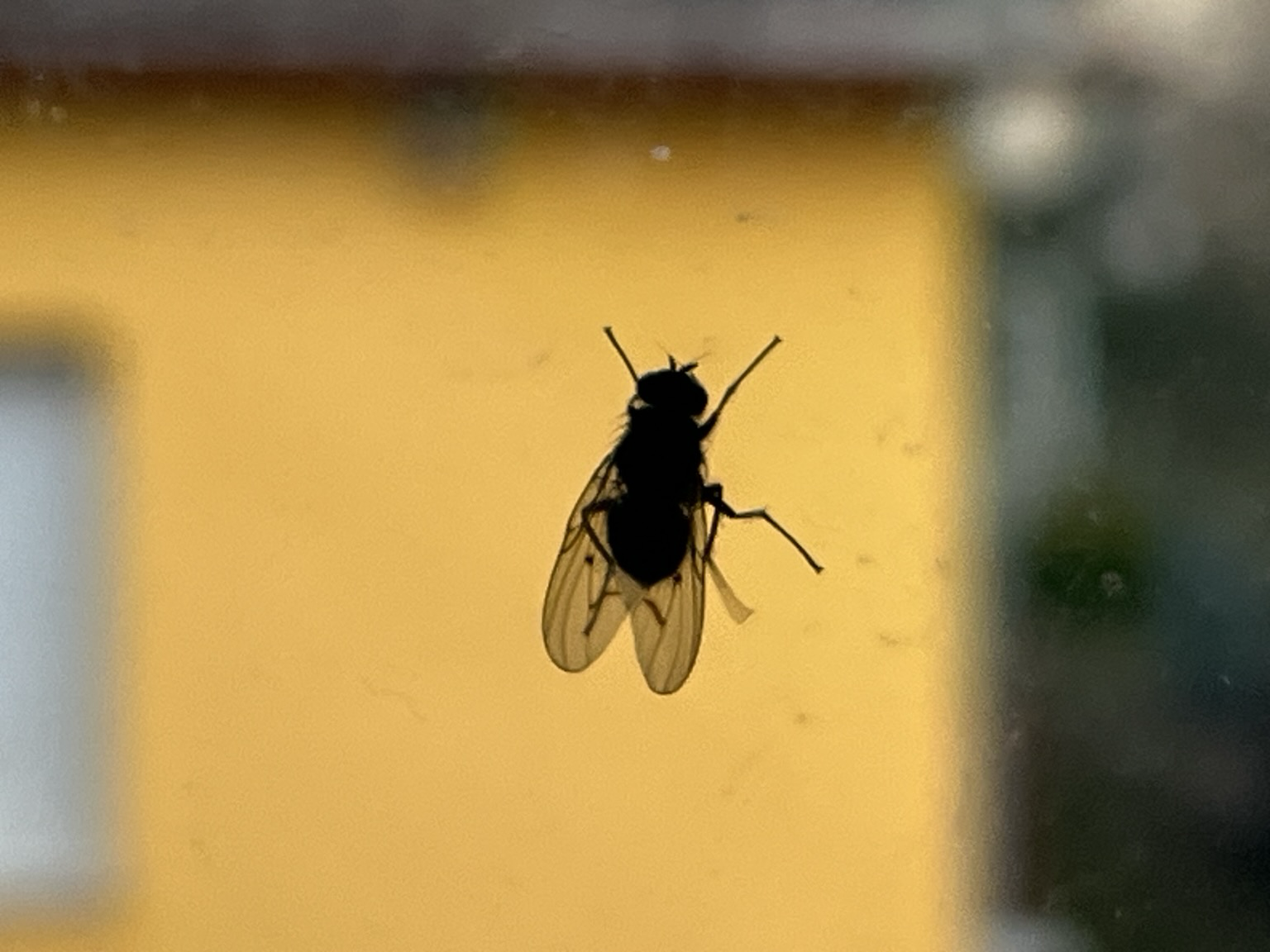A fly on a window