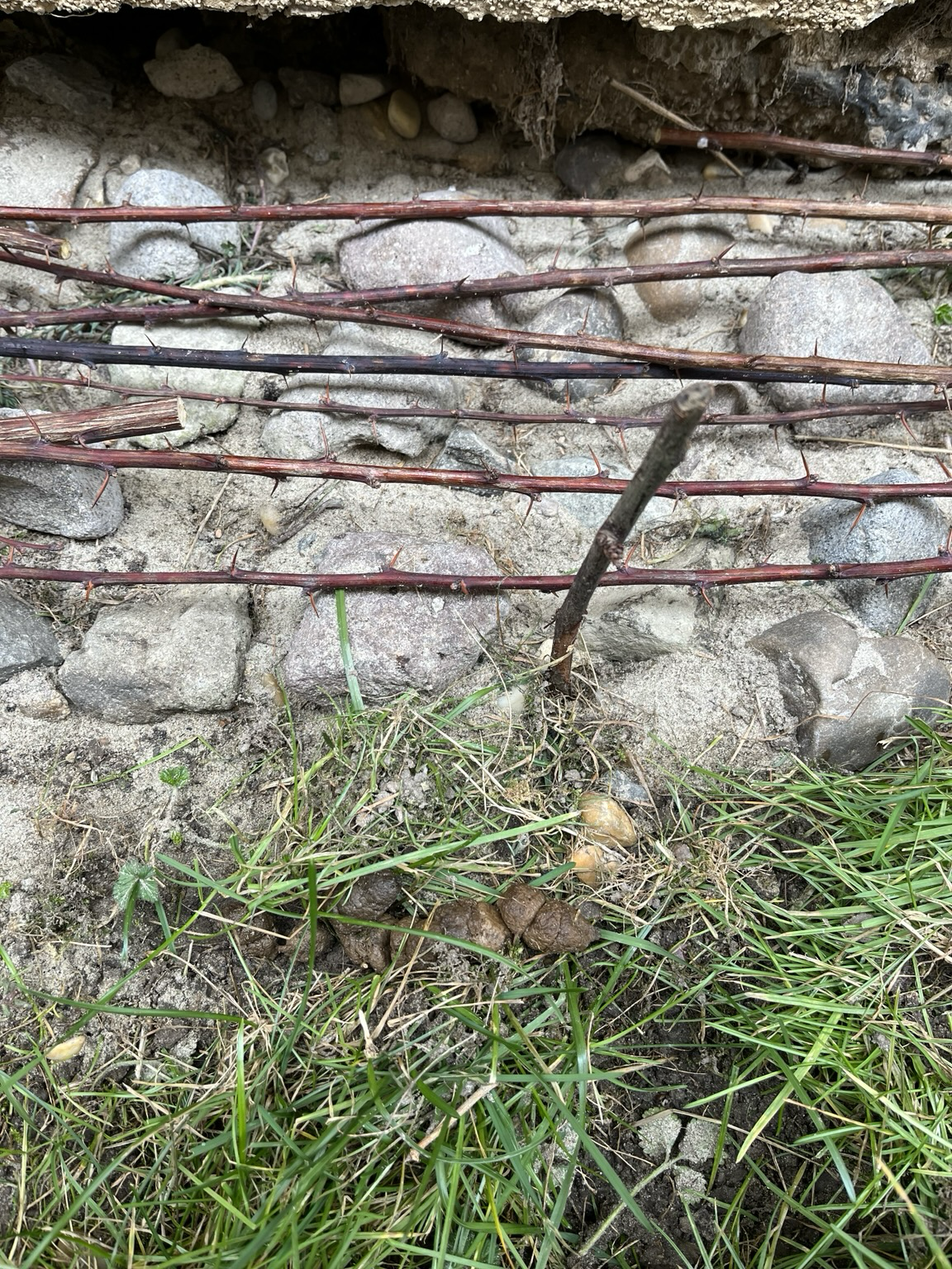 Sandy patch covered by thorny twigs, lawn next to it with a catshit on the lawn right by the border