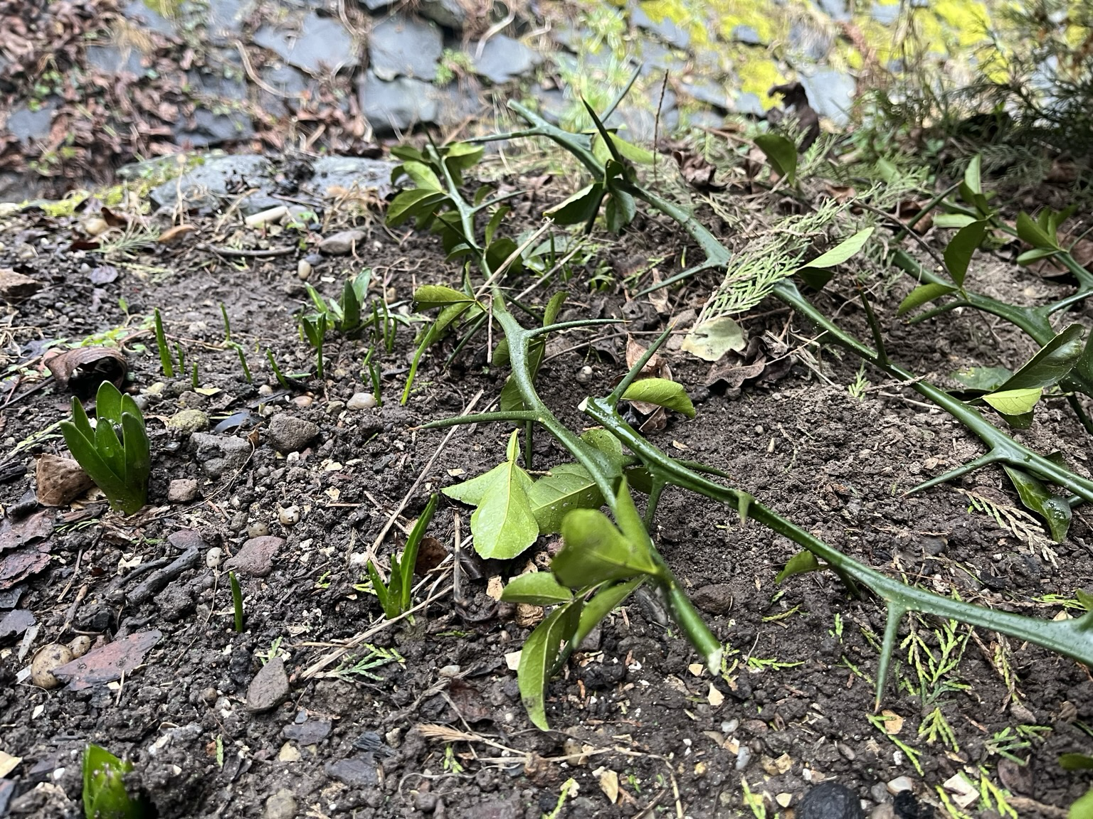Soil covered with green twigs of some exotic plant with very large (3cm) green thorns. Next to them some plants sprouting fresh