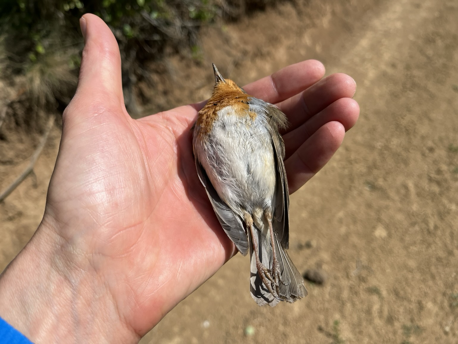 Dead robin lying belly up on my palm, legs stretched straight.